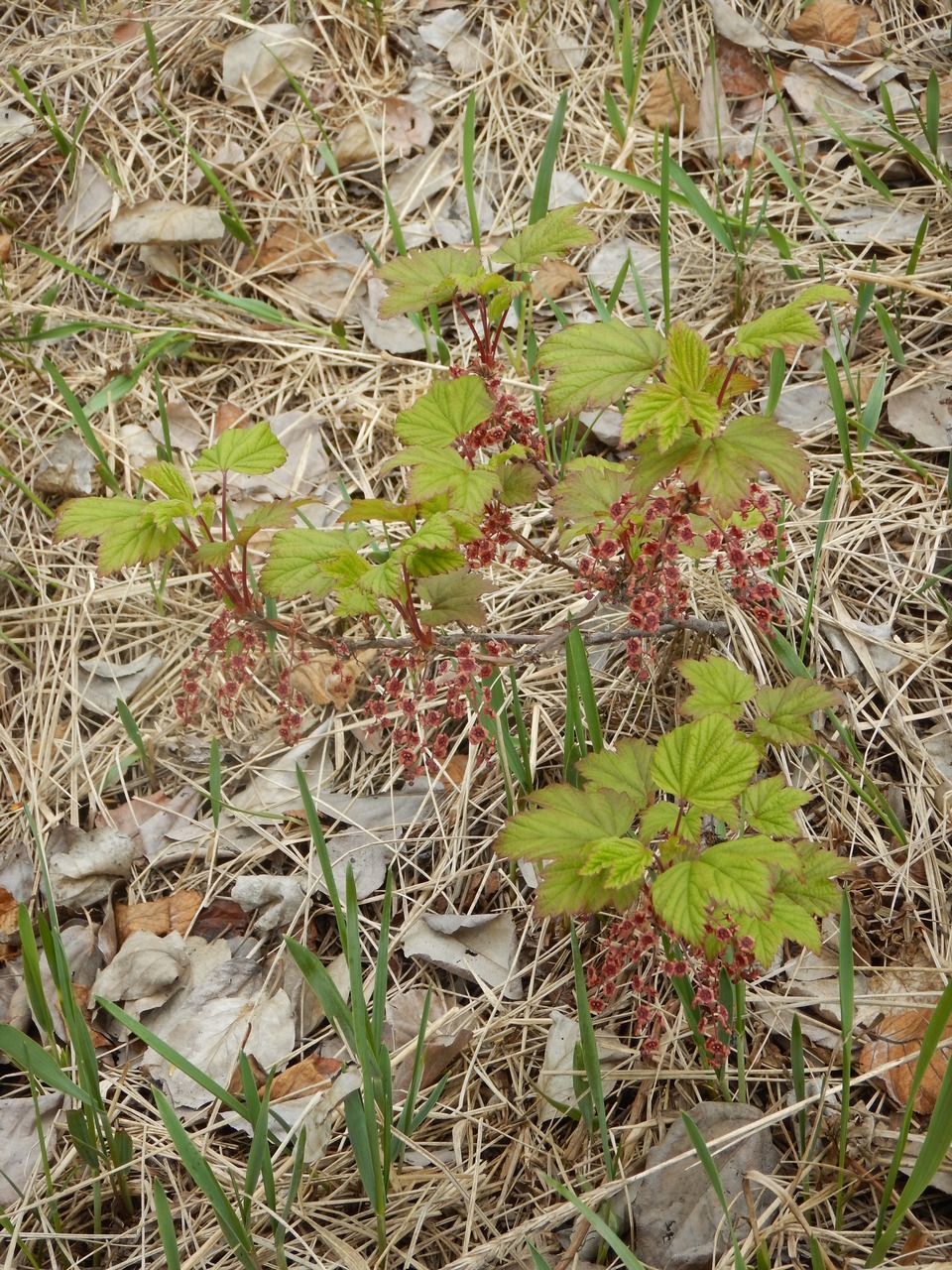 Image of Ribes triste specimen.