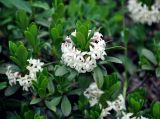 Daphne glomerata. Верхушка ветви с соцветием. Абхазия, Рицинский реликтовый национальный парк, перевал Пыв, ≈ 2000 м н.у.м., субальпийский луг. 14.07.2017.