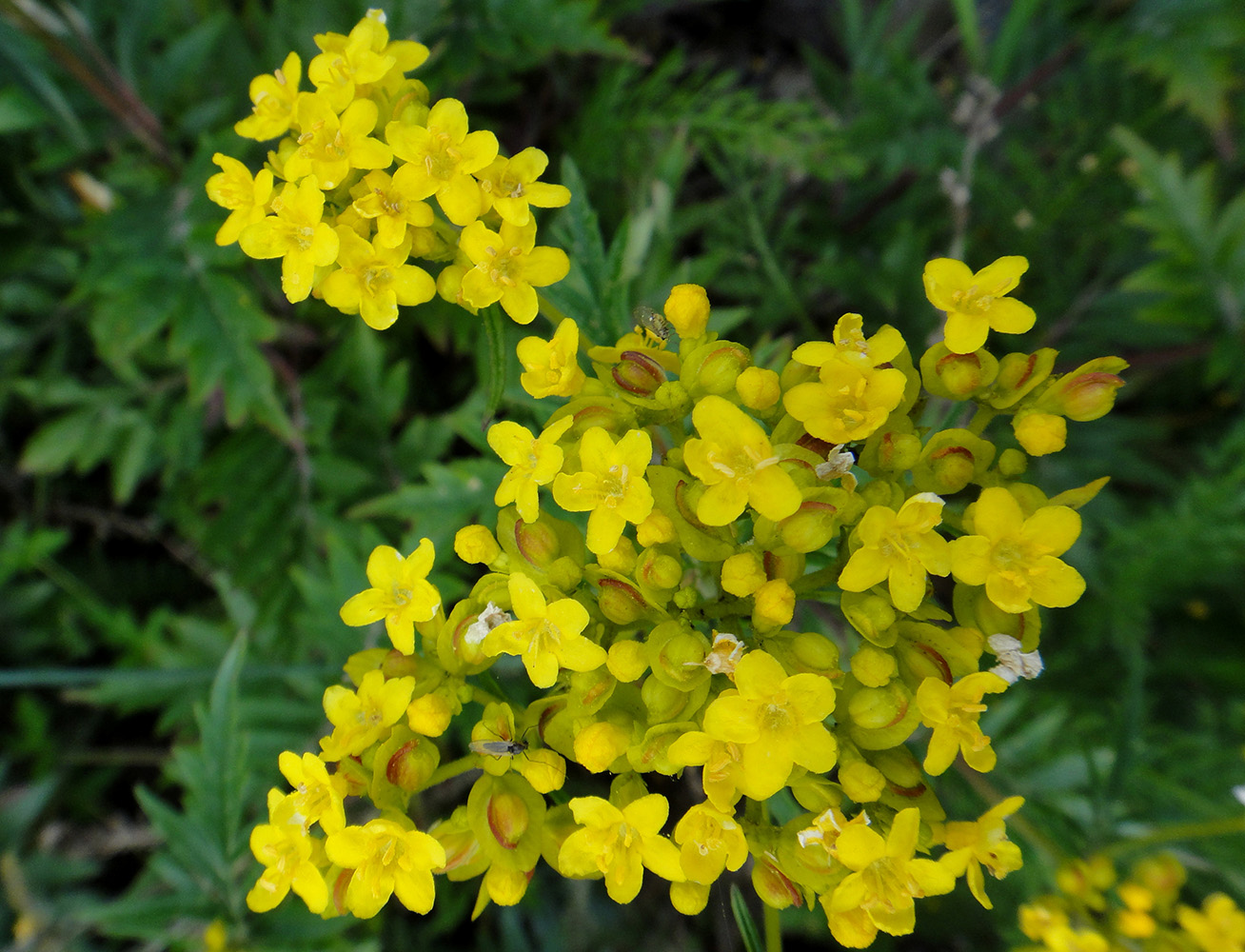 Image of Patrinia rupestris specimen.