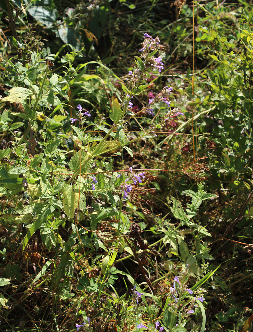 Image of Nepeta grandiflora specimen.