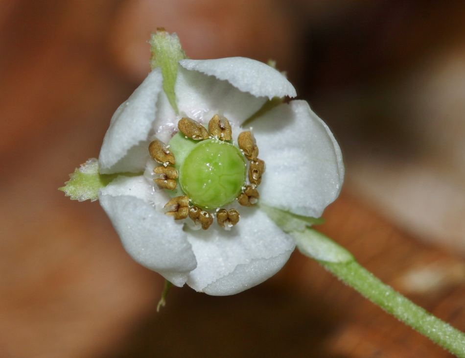 Image of Chimaphila japonica specimen.