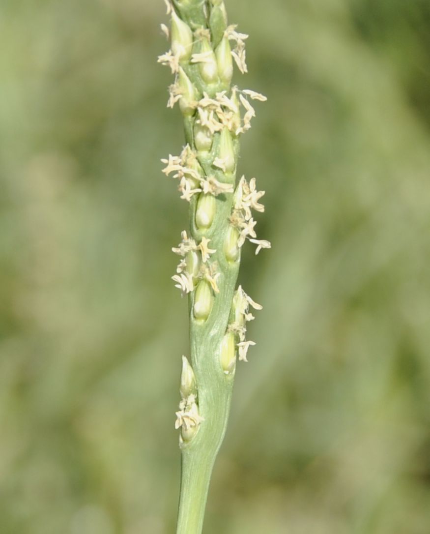 Image of Stenotaphrum secundatum specimen.