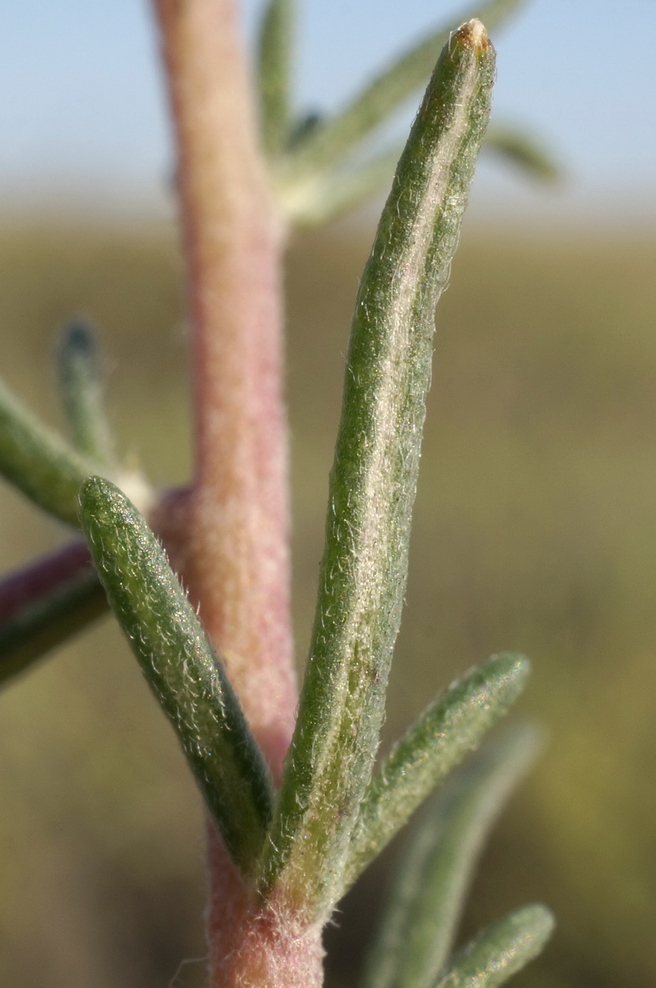 Image of Bassia laniflora specimen.