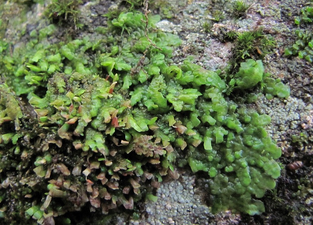 Image of Radula complanata specimen.