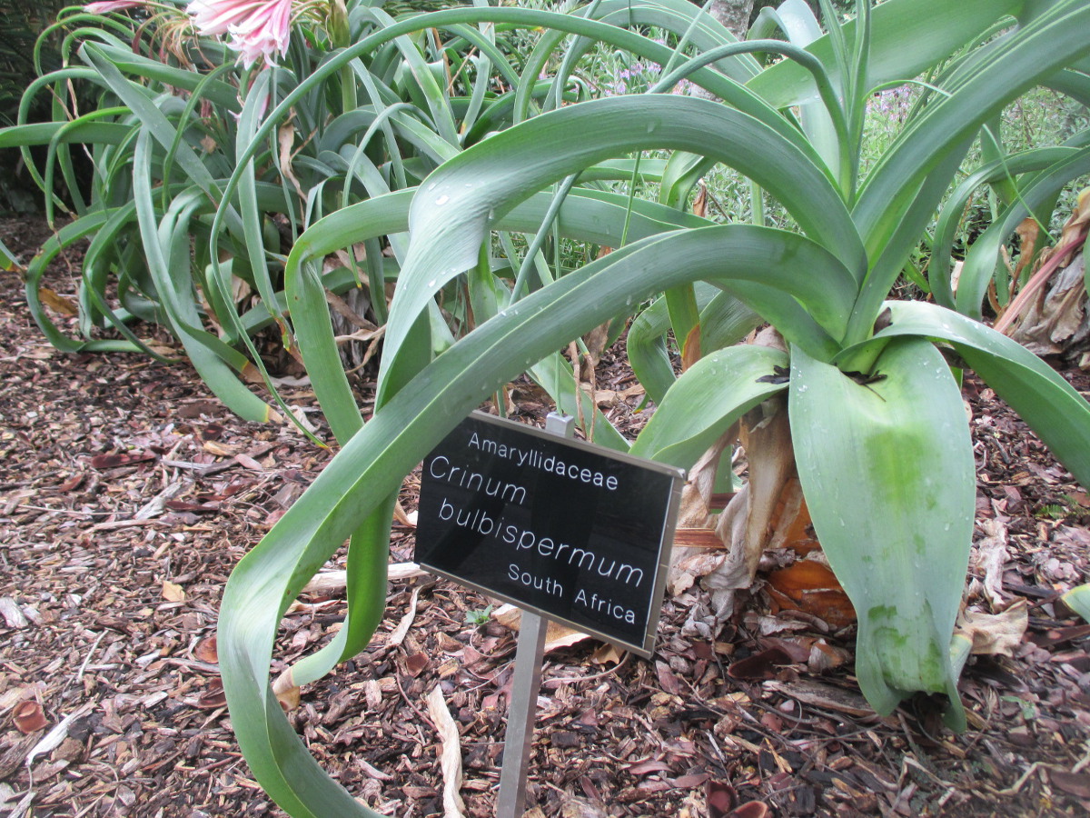 Изображение особи Crinum bulbispermum.