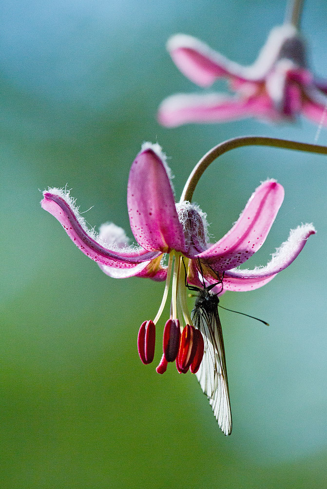Image of Lilium pilosiusculum specimen.