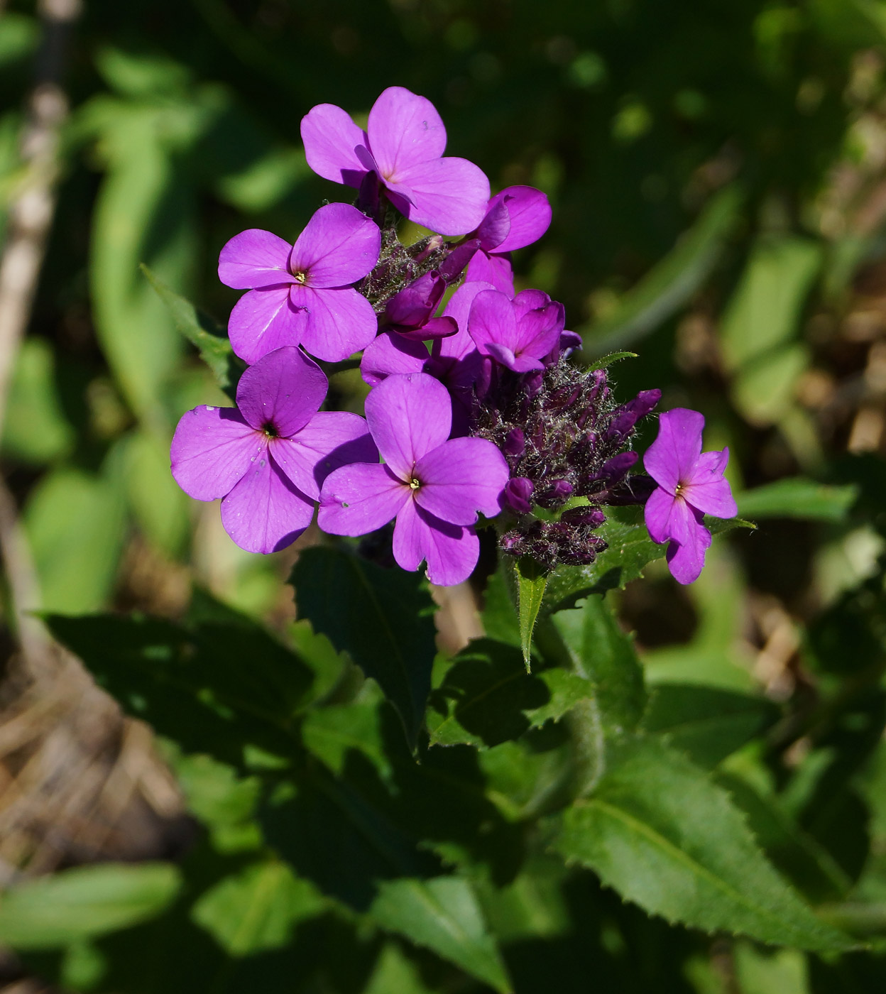 Изображение особи Hesperis sibirica.