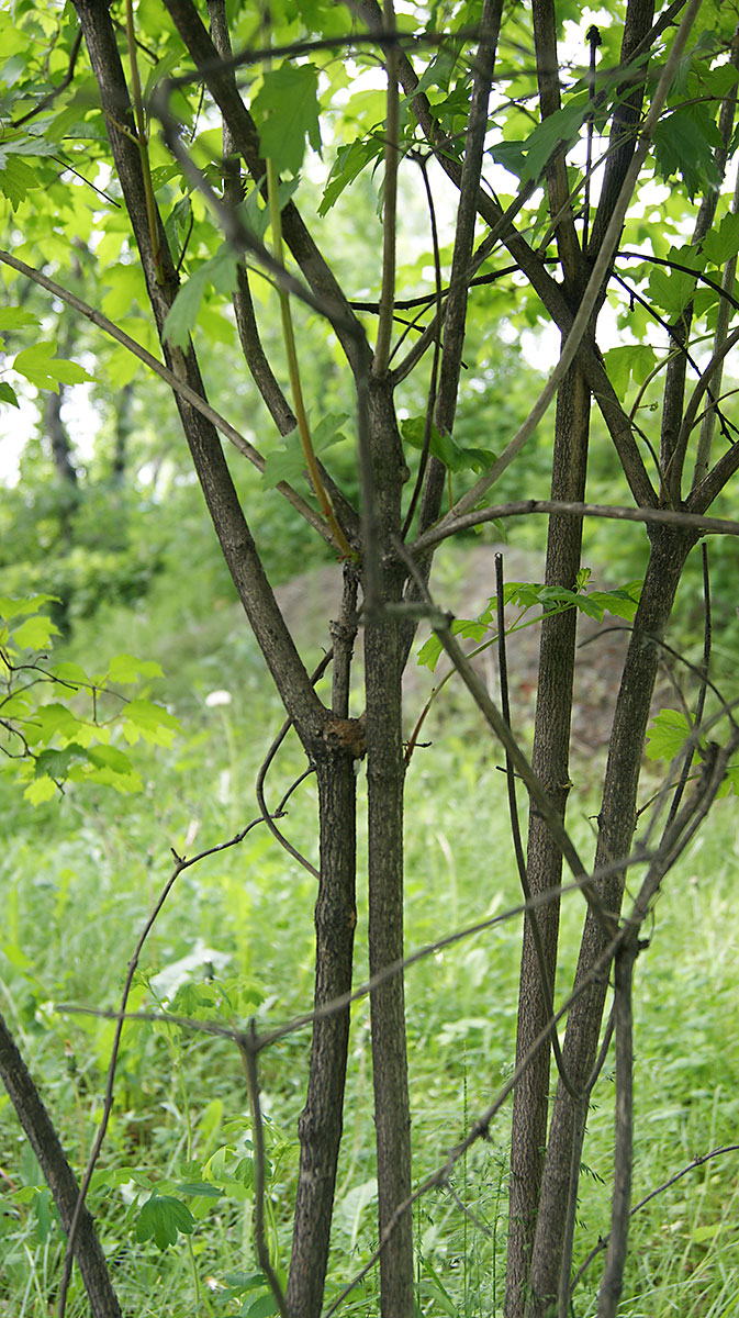 Image of Viburnum opulus specimen.