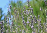 Lavandula angustifolia. Соцветия. Черноморское побережье Кавказа, м/о город-герой Новороссийск, с. Абрау-Дюрсо, в культуре. 12 июля 2015 г.