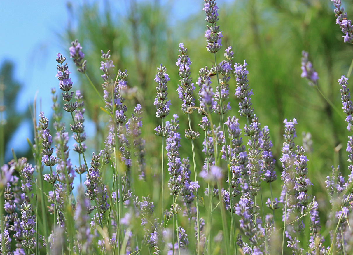 Image of Lavandula angustifolia specimen.