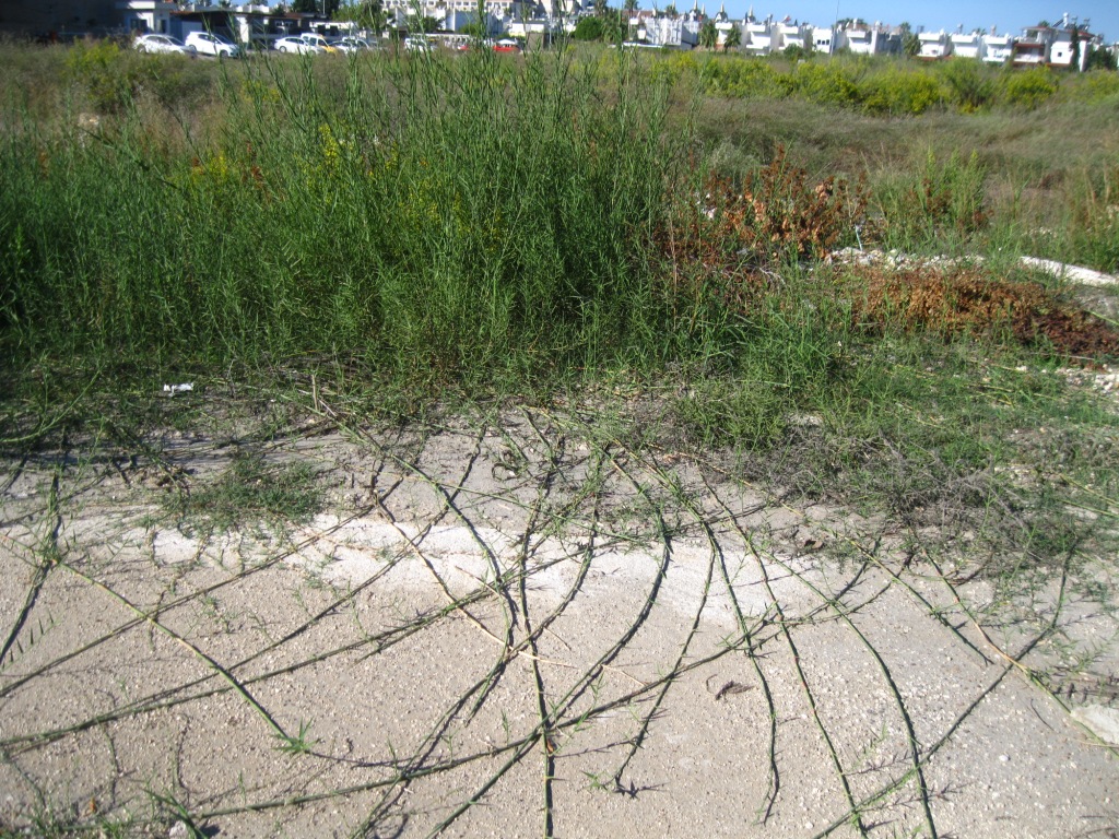 Изображение особи Phragmites australis.