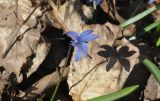 Scilla armena