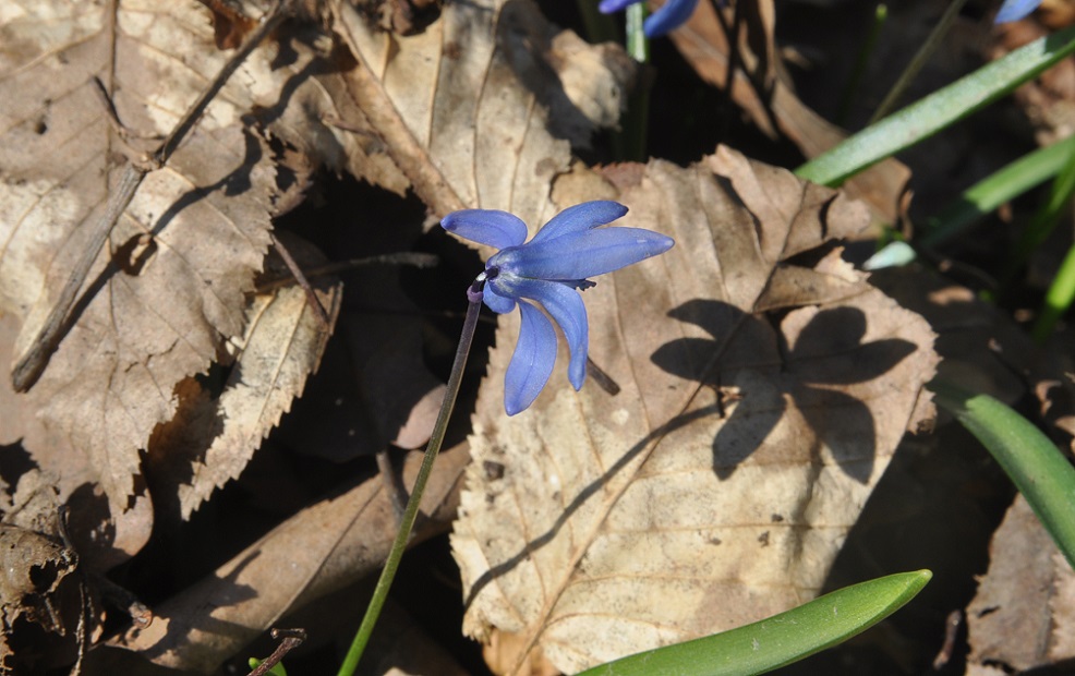 Изображение особи Scilla armena.