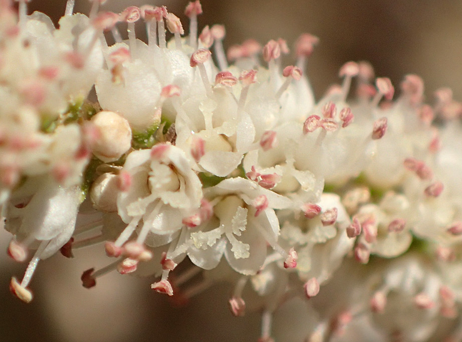 Изображение особи Tamarix smyrnensis.