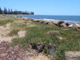 Sesuvium portulacastrum. Цветущие растения. Австралия, г. Редклифф (окрестности Брисбена), пляж. 24.12.2017.