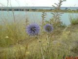 Echinops ruthenicus. Верхушка цветущего растения. Украина, Одесская обл., окр. п. Алтестово. Побережье Хаджибейского лимана. 06.08.2007.