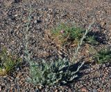 genus Artemisia. Вегетирующее растение (рядом видны Convolvulus gortschakovii). Монголия, аймак Увс, берег оз. Хяргас-Нуур, ≈ 1100 м н.у.м. 11.06.2017.