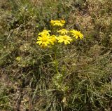 Senecio vernalis