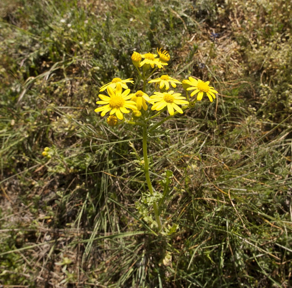 Изображение особи Senecio vernalis.