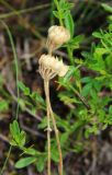 Alyssum umbellatum