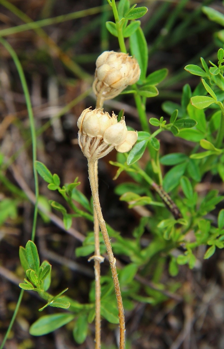 Image of Alyssum umbellatum specimen.