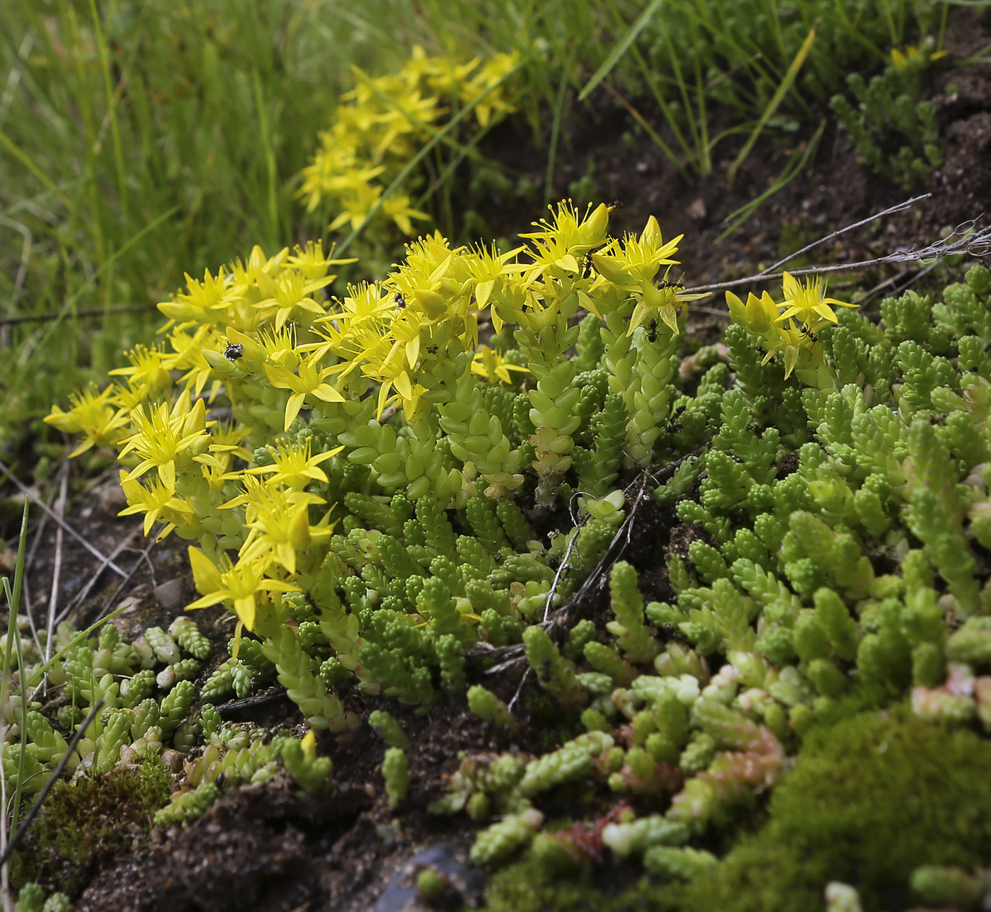 Изображение особи Sedum acre.