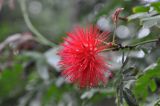 Calliandra haematocephala. Соцветие. Китай, провинция Гуандун, г. Гуанчжоу, парк Юэсю. 06.03.2015.