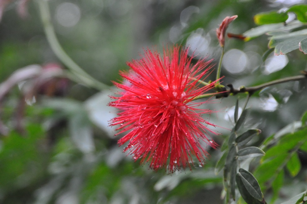 Изображение особи Calliandra haematocephala.