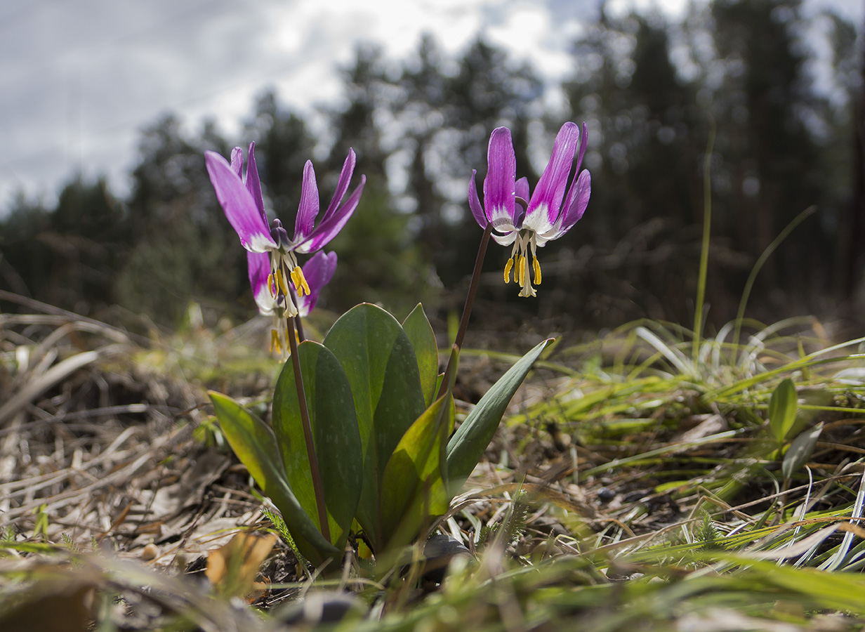 Изображение особи Erythronium sibiricum.