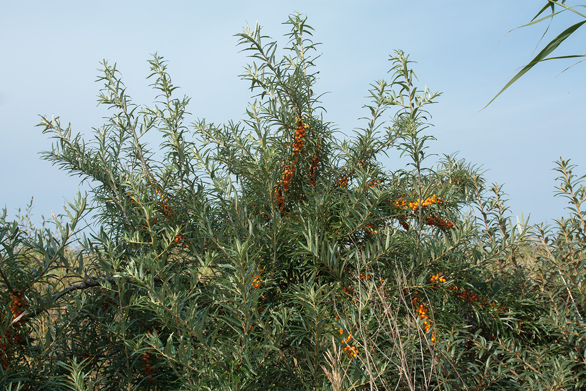 Изображение особи Hippophae rhamnoides.
