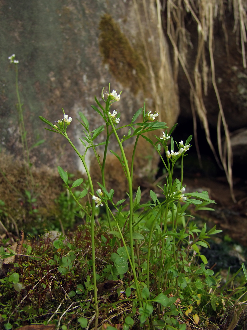 Изображение особи Cardamine umbellata.