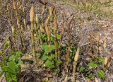 Equisetum telmateia