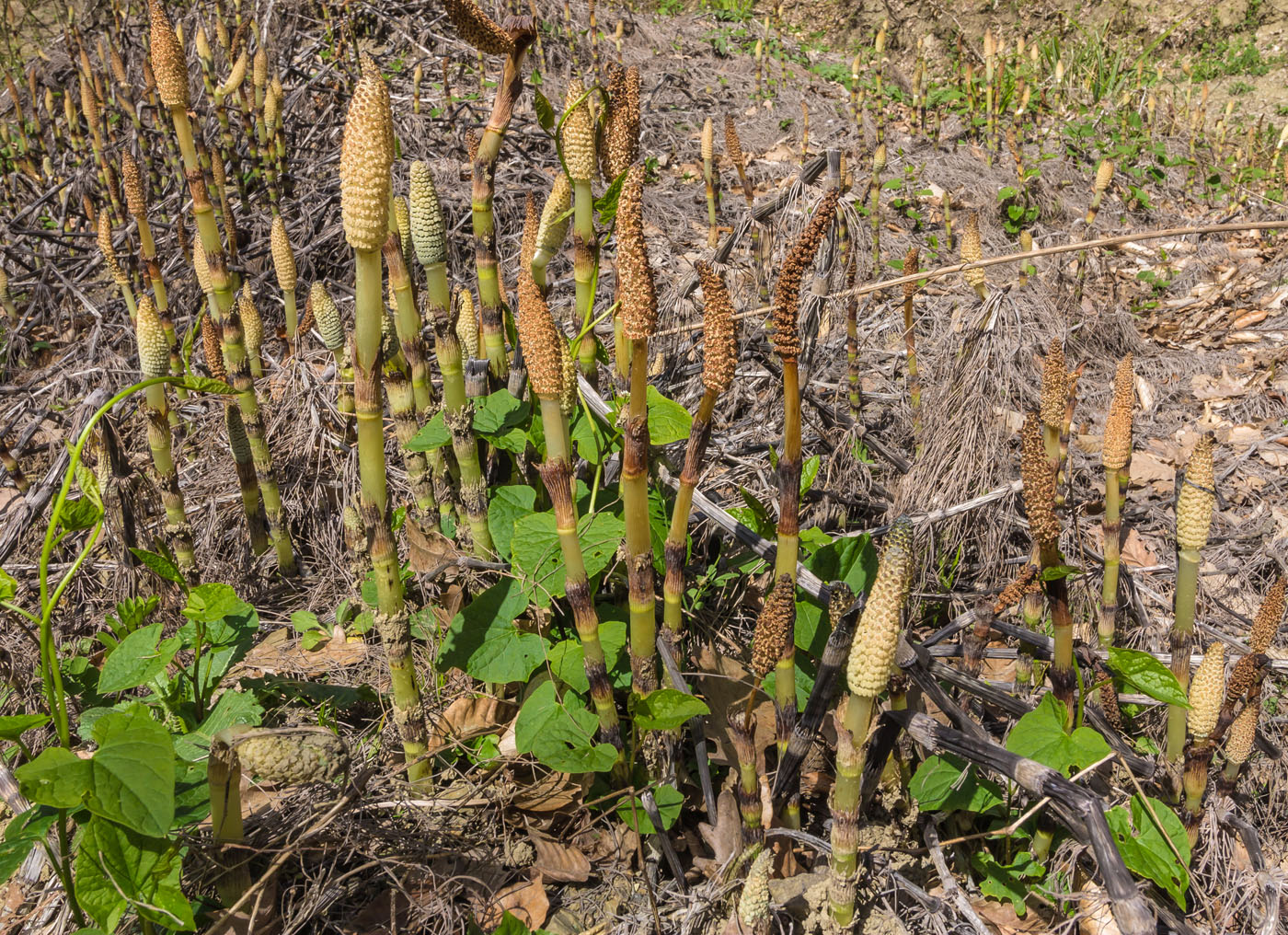 Изображение особи Equisetum telmateia.