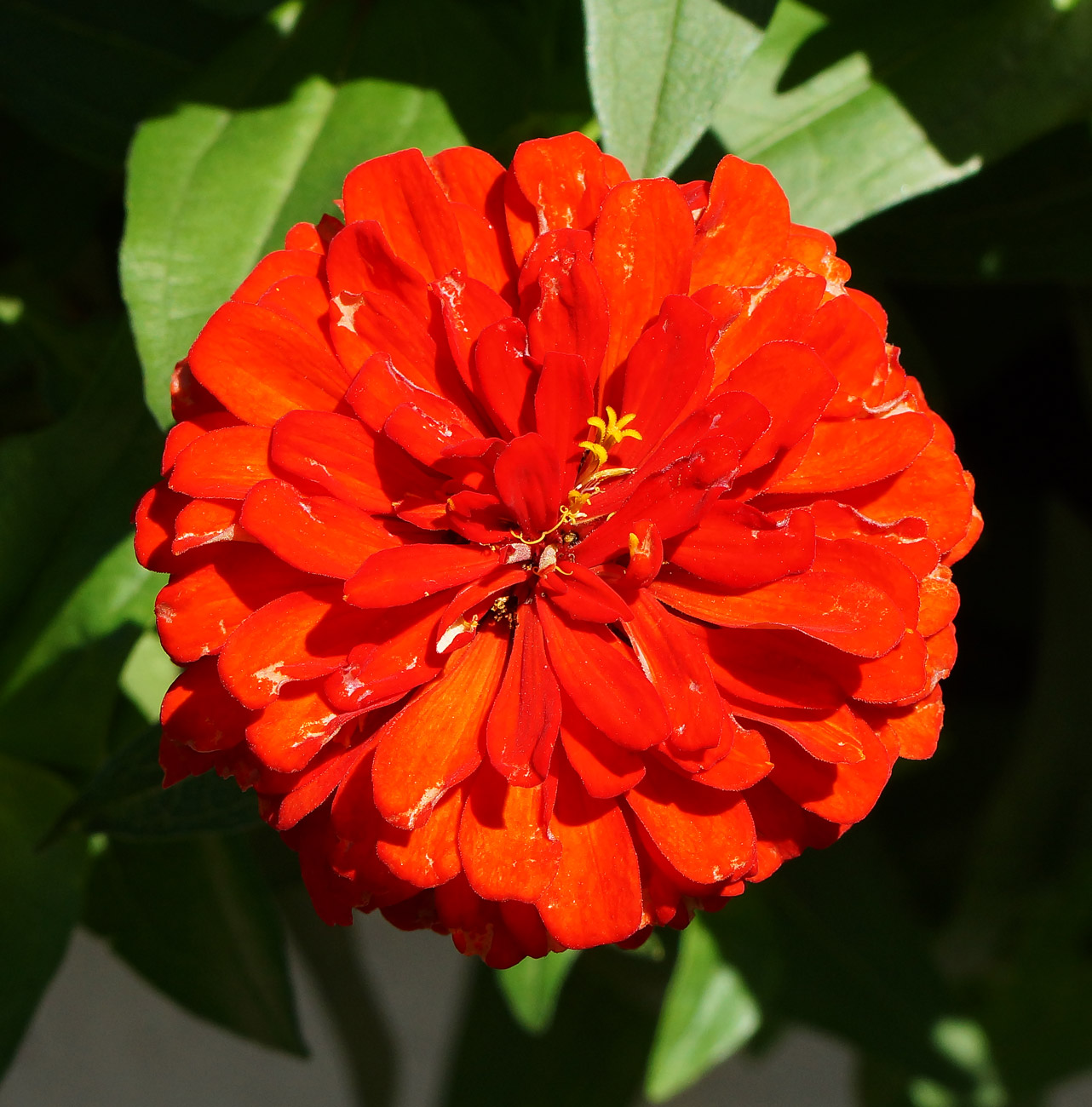 Image of Zinnia elegans specimen.
