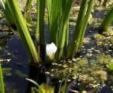 Stratiotes aloides