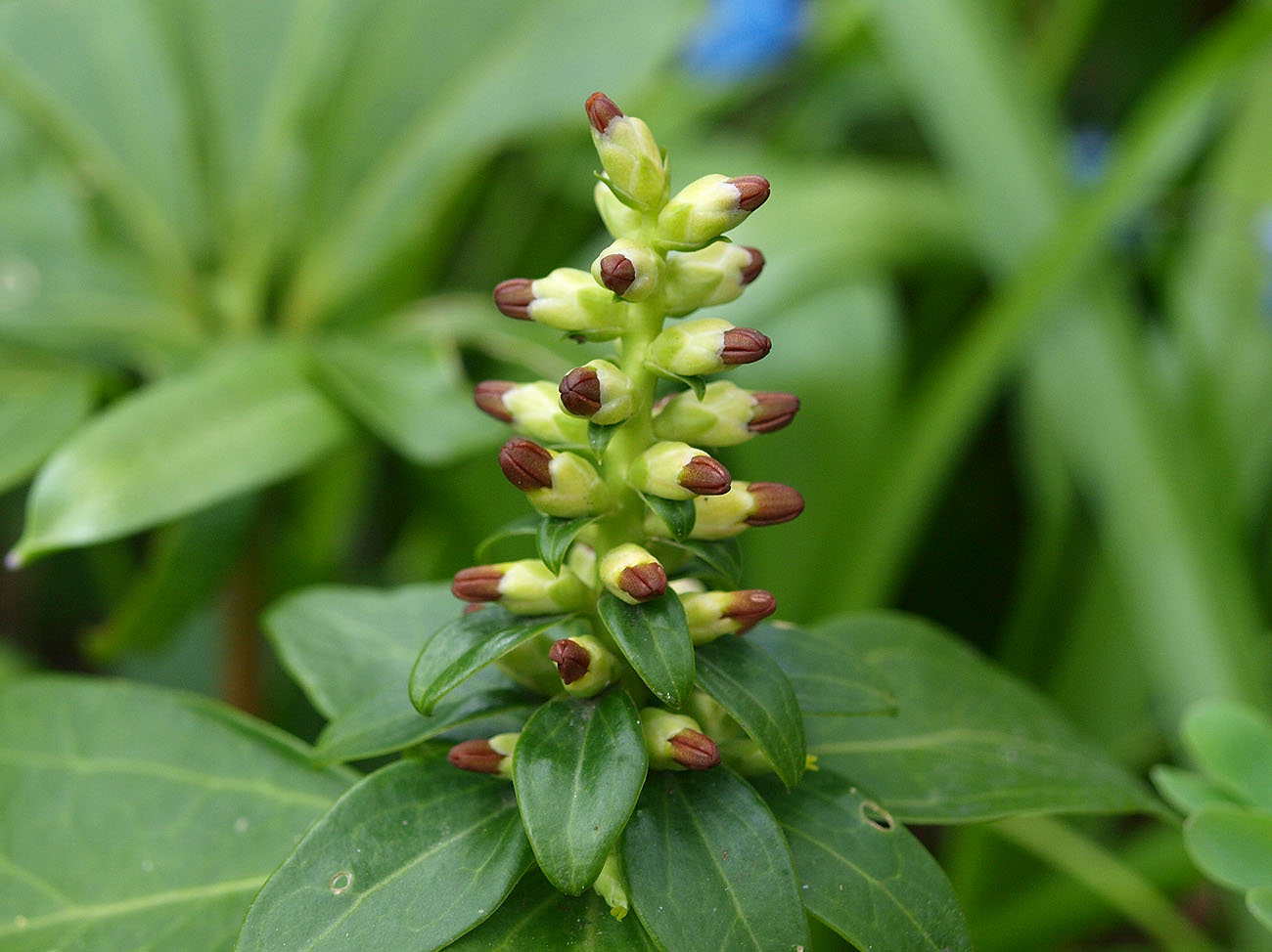 Изображение особи Pachysandra terminalis.