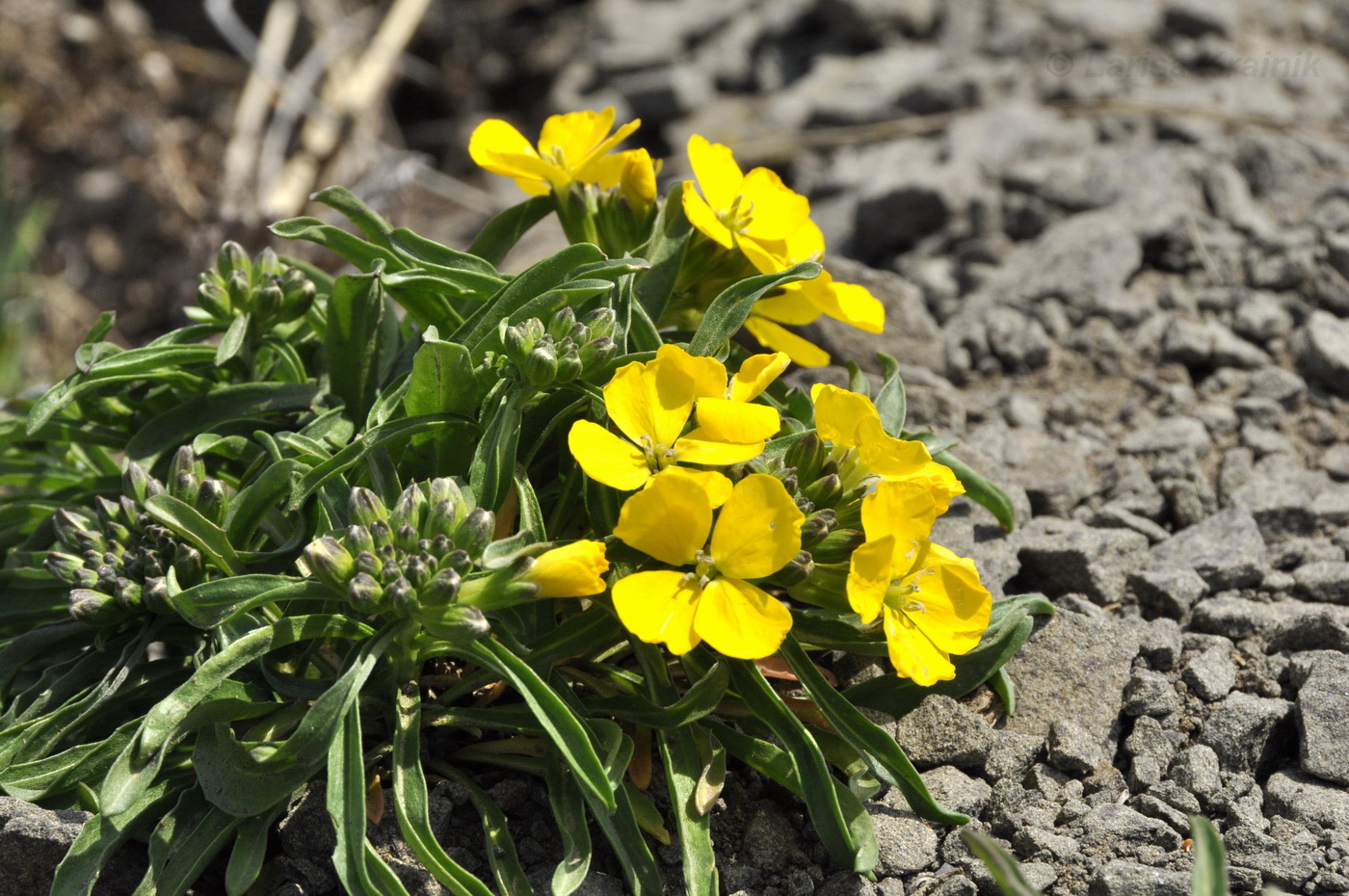 Изображение особи Erysimum amurense.