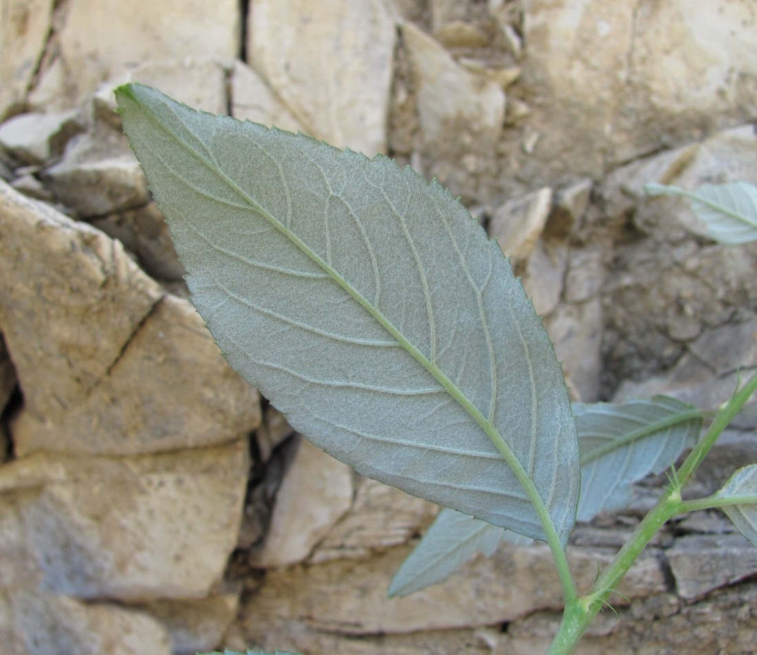 Image of Cerasus incana specimen.