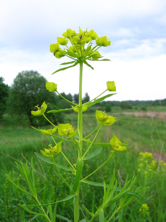 Image of Euphorbia virgata specimen.
