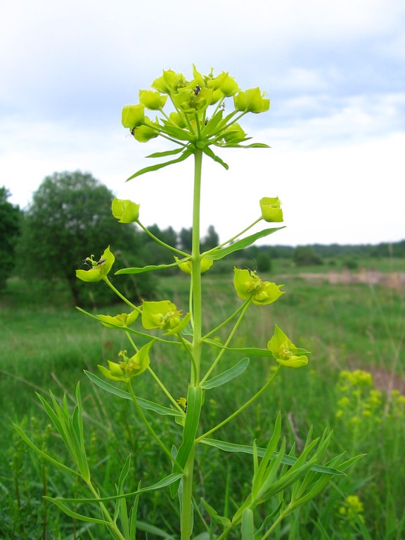 Изображение особи Euphorbia virgata.