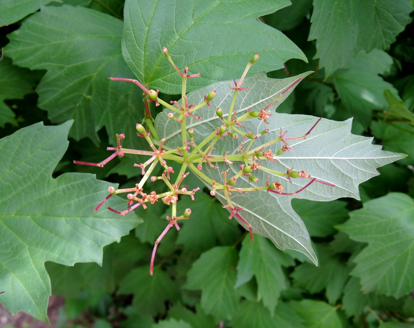 Image of Viburnum opulus specimen.