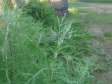 Artemisia abrotanum