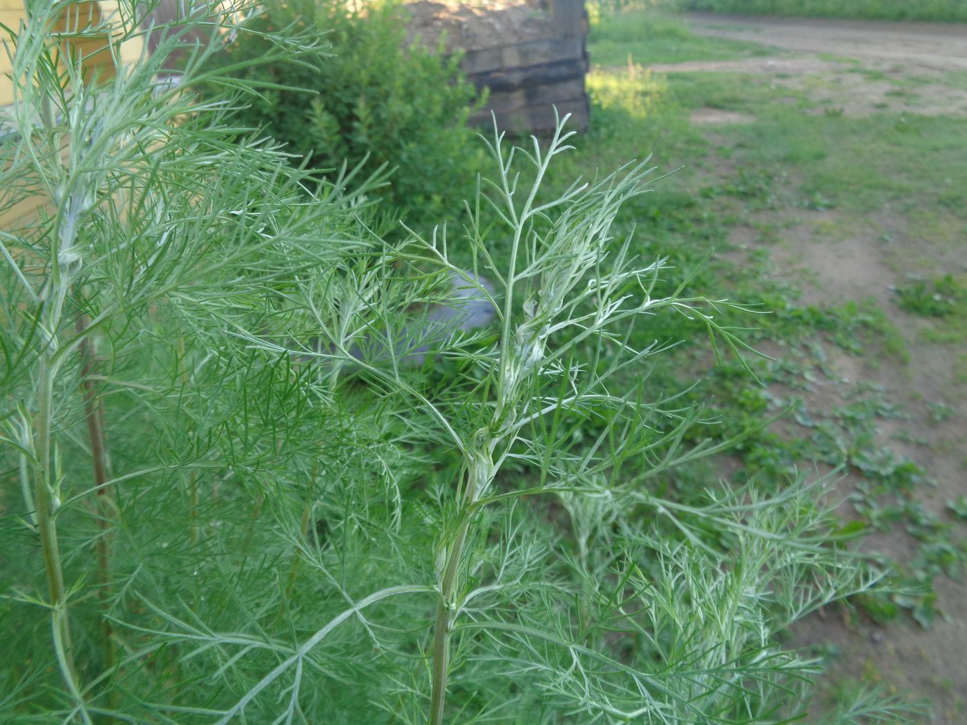 Image of Artemisia abrotanum specimen.