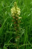 Pedicularis kaufmannii
