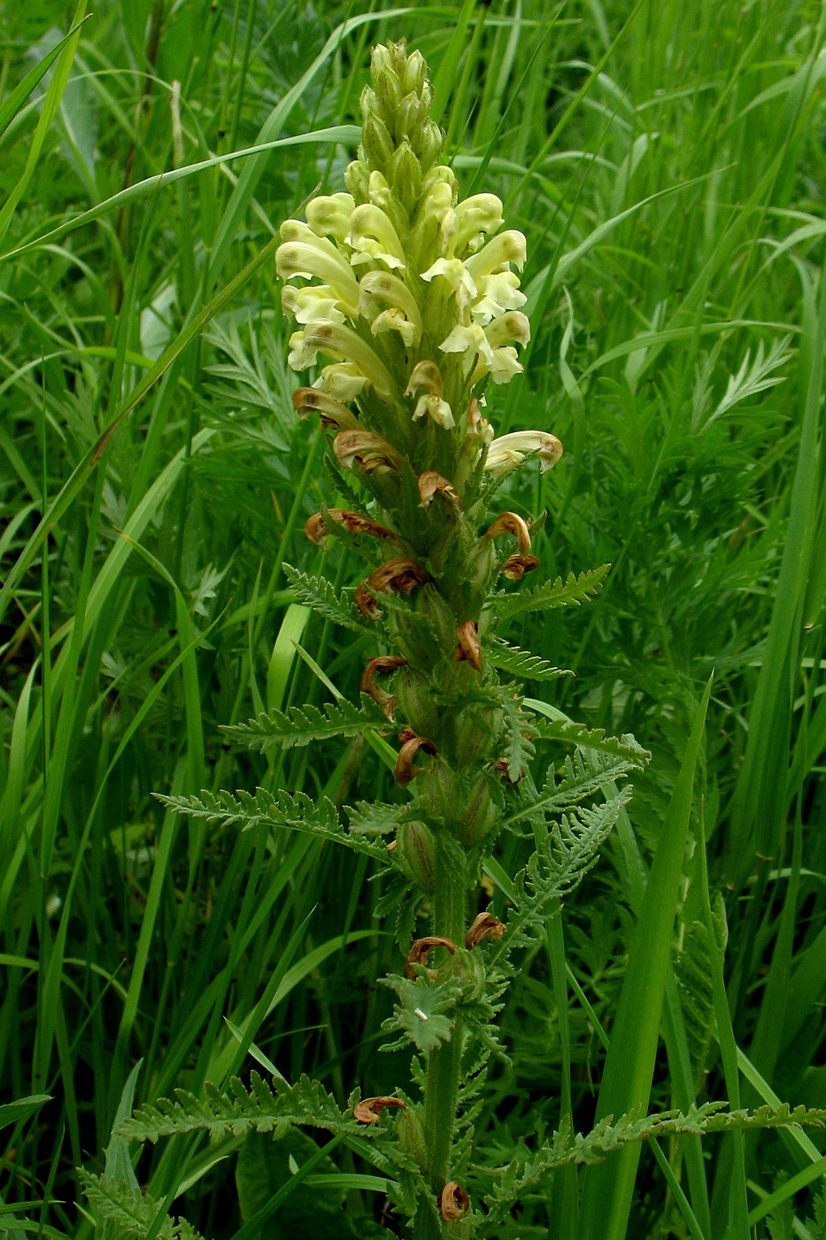 Изображение особи Pedicularis kaufmannii.