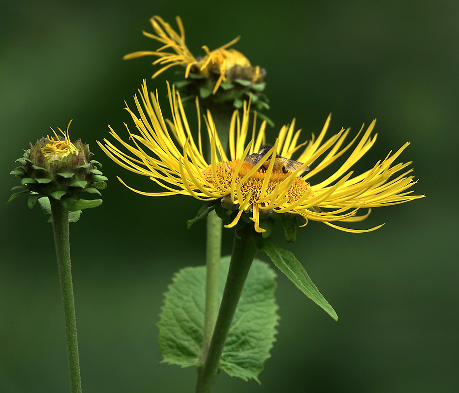 Изображение особи Telekia speciosa.