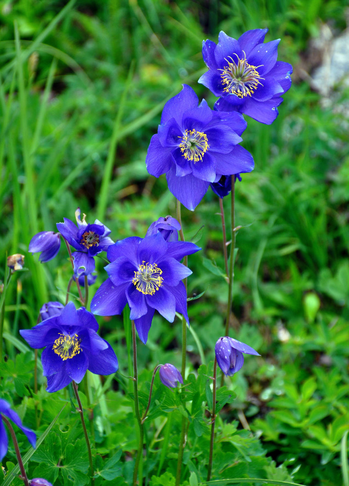 Изображение особи Aquilegia glandulosa.