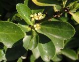 Euonymus japonicus