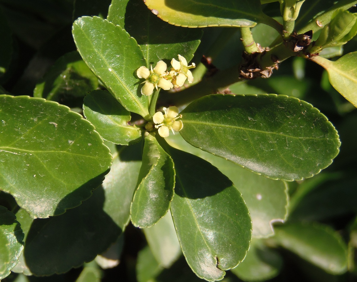 Image of Euonymus japonicus specimen.