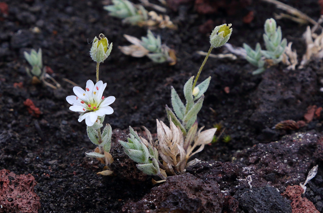 Изображение особи Stellaria eschscholtziana.